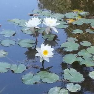 Meet your Posher, Vessela